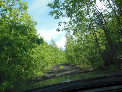И далее по лесной дороге....JPG