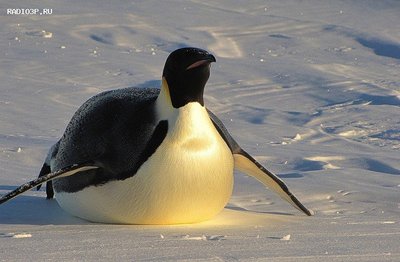 penguin.jpg